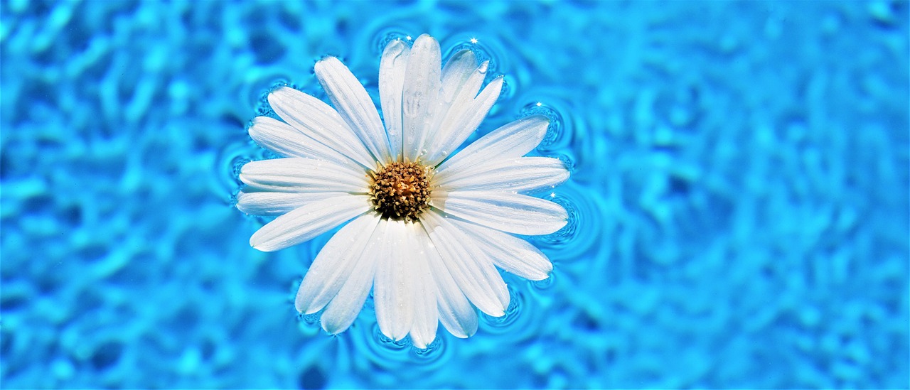 Květina v bazénu