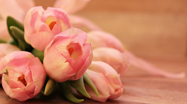 květy tulipánů